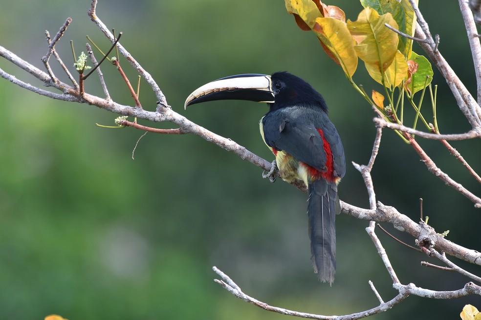 Passaro Que Parece Tucano