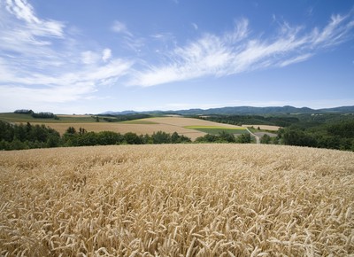 agricultura_trigo (Foto: Thinkstock)