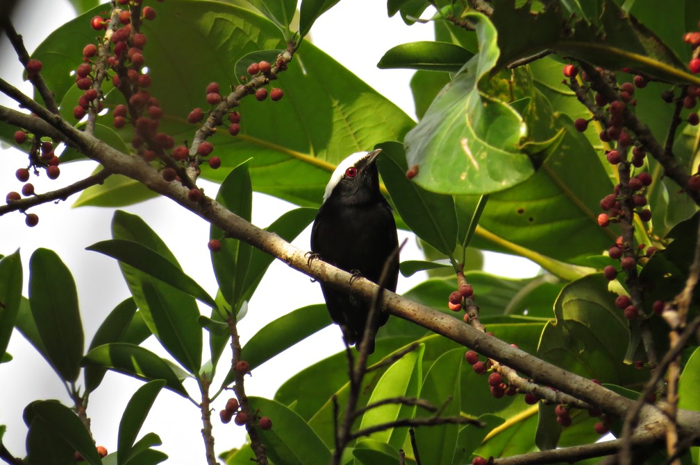 Espécie de ave Manakin, de nome científico Pseudopipra pipra, pode ser, na verdade, 17 espécies diferentes.  — Foto: Tomaz Nascimento de Melo