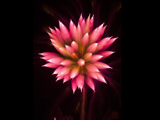 Fogos de artifício se assemelham a flores em foto de David Johnson (Foto: David Johnson)