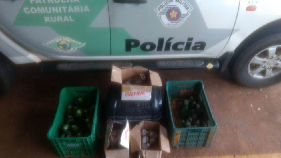 Aves foram apreendidas em Rosana (Foto: Cedida/Polícia Militar Ambiental)