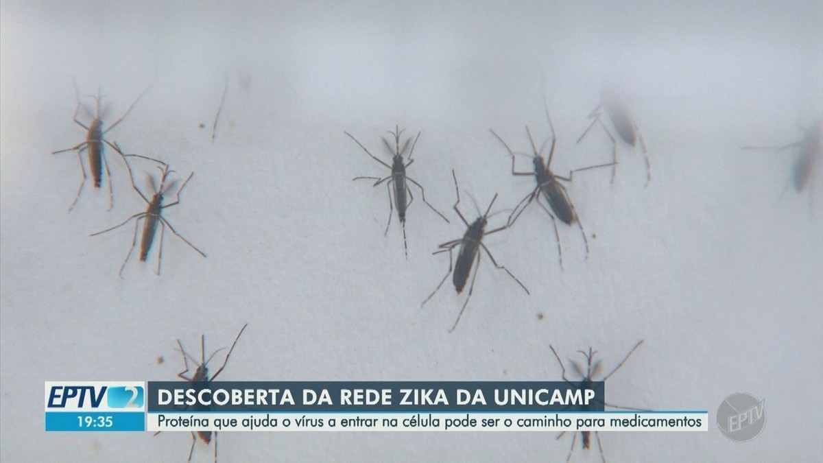 Cientistas da Unicamp descobrem mecanismo que zika vírus usa para enganar organismo | Campinas e Região