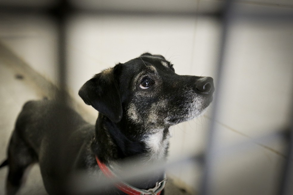Cão disponível para adoção no DF — Foto: Breno Esaki/Agência Saúde
