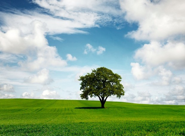 Árvore (Foto: Thinkstock)
