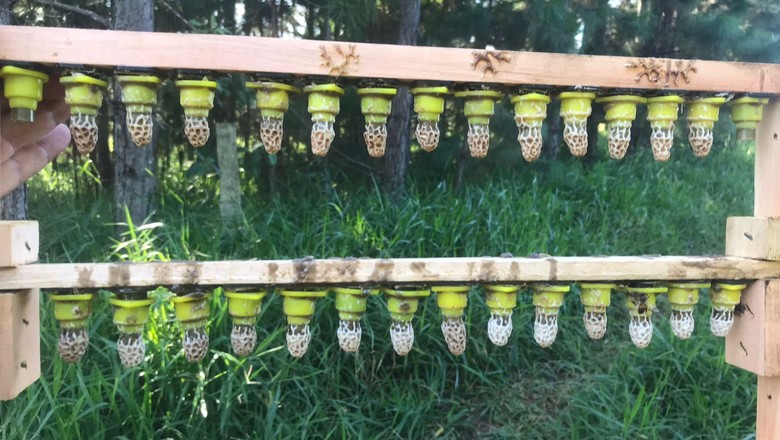 Os apicultores receberão gratuitamente 5000 abelhas-rainhas para produção de mel e derivados. (Foto: SISTEMA FAEMG, SINDICATOS, SENAR, FAEMG )
