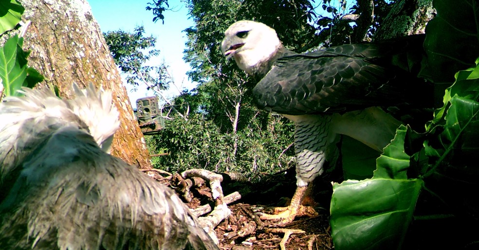 Harpia adulta leva comida ao seu filhote no ninho em Nova Bandeirantes, Mato Grosso. — Foto: Everton Miranda