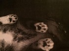 Fotocópias de gato provocam mistério em biblioteca nos EUA