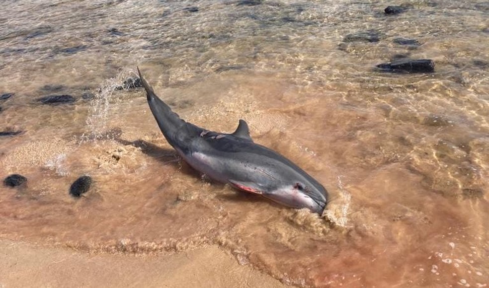 Golfinho foi encontrado debilitado na Praia do Boldró — Foto: Projeto Golfinho Rotador/Divulgação