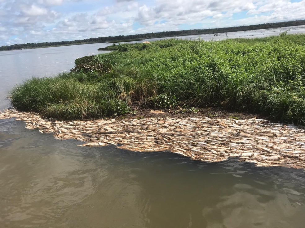 Centenas de peixes foram encontrados mortos no Rio Teles Pires — Foto: Divulgação
