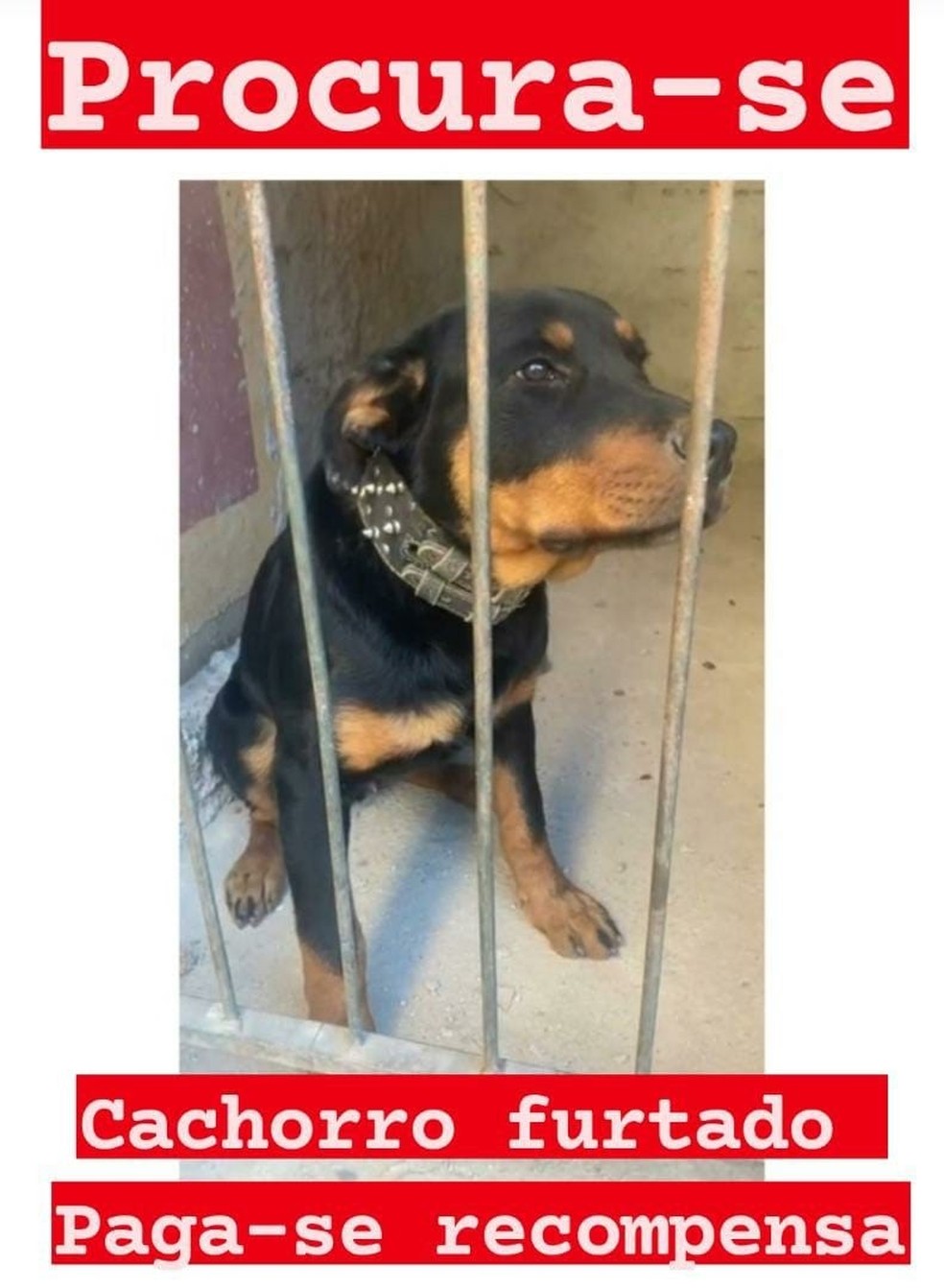Cachorro furtado ainda não foi encontrado — Foto: Redes sociais 