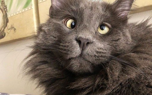 Gato！ Tênis Casual Infantil Cadarço Em Strass Pink Cats V4132