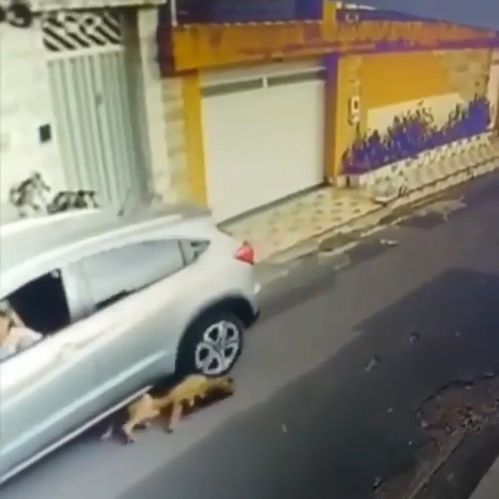 Carro atropela dois cachorros em São Luís; Vídeo repercute nas redes sociais (Foto: Reprodução/Instagram )