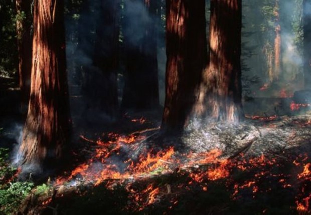 A queima controlada da sequoia-gigante General Sherman - a árvore mais volumosa do mundo, no Parque Nacional da Sequoia, na Califórnia (EUA) - remove abetos-brancos e material em decomposição, sem danificar a sequoia (Foto: GETTY IMAGES (via BBC))