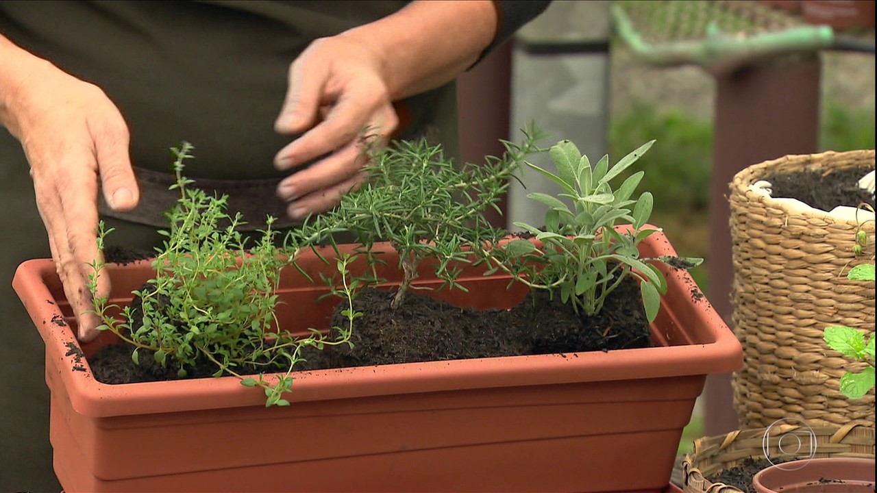 Especialistas dão dicas de como cultivar uma horta em casa