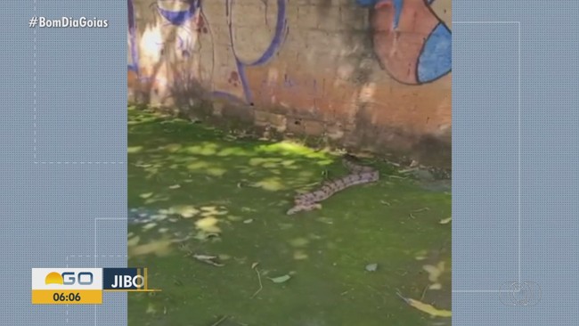 Cobra  resgatada em Anpolis