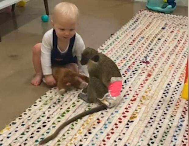 Olive e seu amigo macaco disputam brinquedo em vídeo adorável (Foto: Reprodução/Daily Mail)