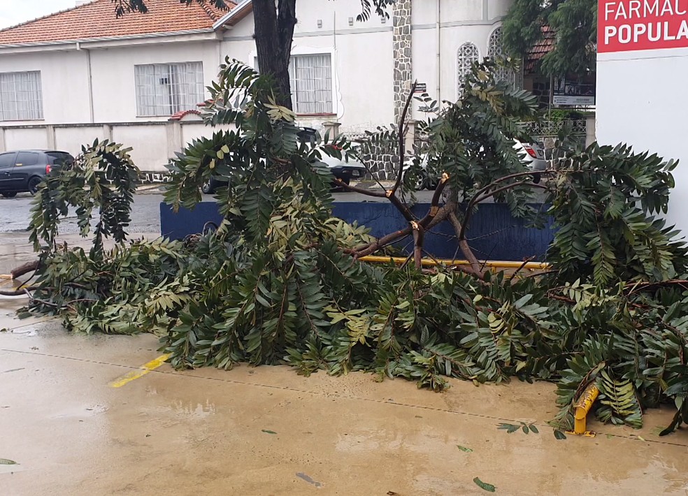 Galhos de árvore caíram com a chuva e o vento — Foto: RPC Ponta Grossa