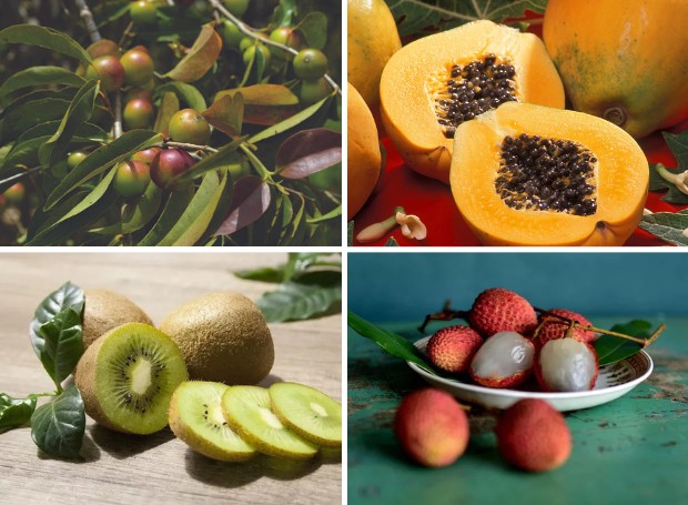 10 frutas que são fonte de vitamina C (Foto: Creative Commons | Montagem: Casa e Jardim)
