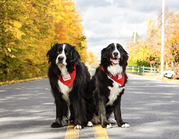 Cães ajudam crianças com paralisia cerebral (Foto: MIRA)