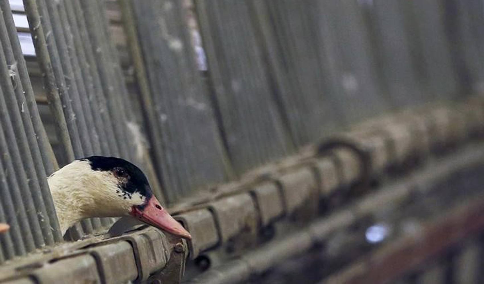 França sacrifica 10 milhões de aves por gripe aviária