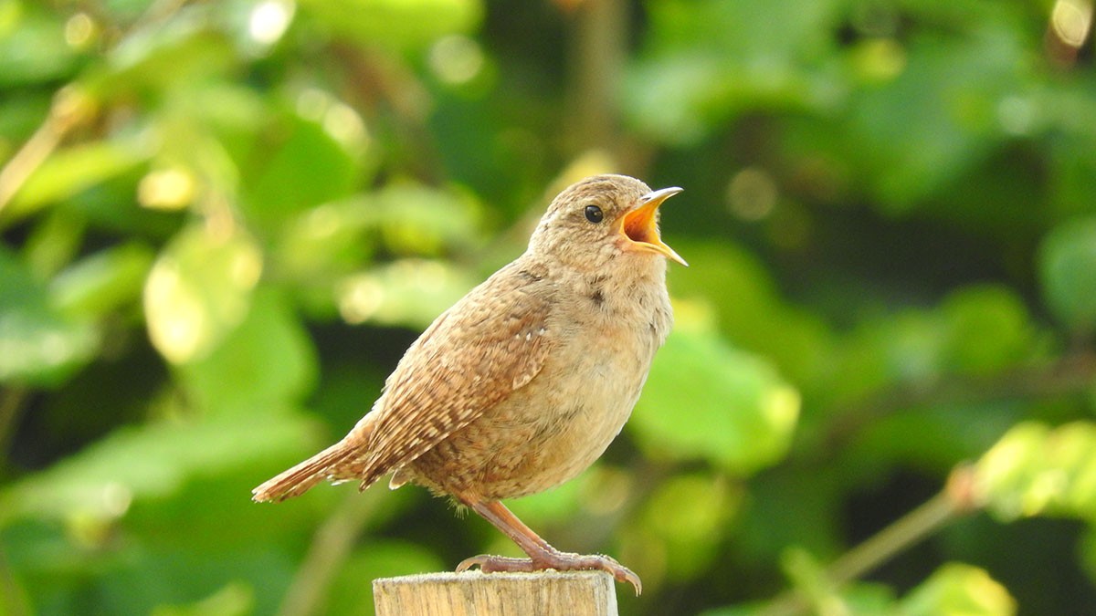 Pesquisa indica que as pessoas gostam de sons de pássaros que são mais tranquilos, de alta frequência ou têm um nível de complexidade (Foto: Unsplash/ Claus H. Godbersen/ CreativeCommons)