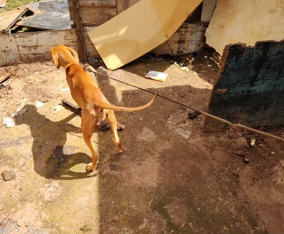 Um dos cães estava amarrado com uma corda no pescoço no imóvel em Bauru  — Foto: Polícia Civil e Prefeitura de Bauru/ Divulgação 