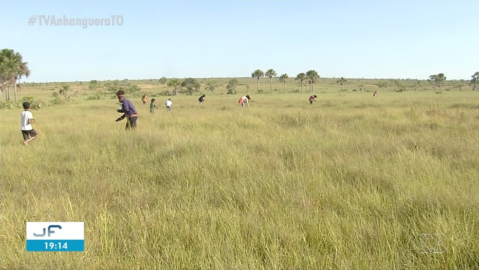 Campos de Capim Dourado teriam sido alvo de furtos — Foto: Reprodução/TV Anhanguera