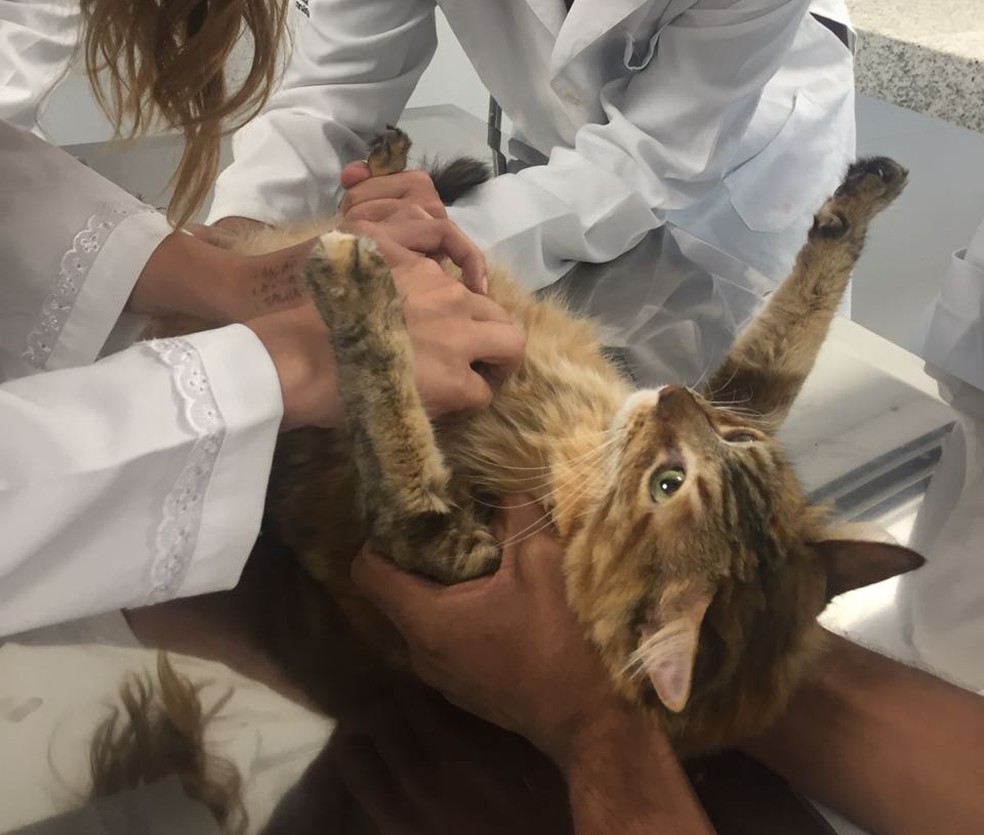 Outubro Rosa Pet realiza atendimento gratuito a gatas e cadelas — Foto: Medicina Veterinária da PUC Minas/PUC Minas/Divulgação 