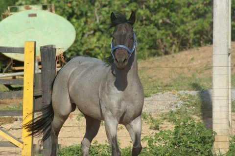 Leonardo Menezes mandou foto do seu cavalo, batizado de Diamond