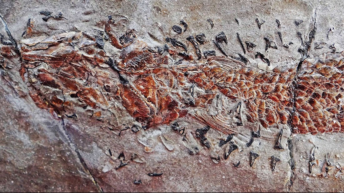 Fóssil de 200 milhões de anos mostra molusco atacando peixe (Foto: Malcolm Hart/Proceedings of the Geologists' Association)