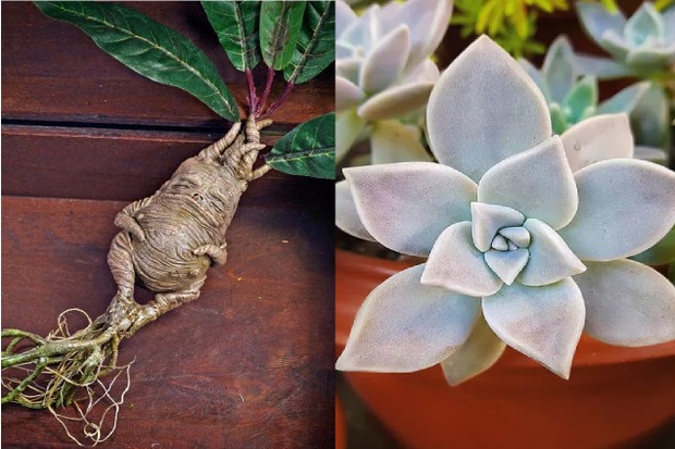 Tudo sobre a planta mandrágora e a planta-fantasma (Foto: Reprodução/Instagram)