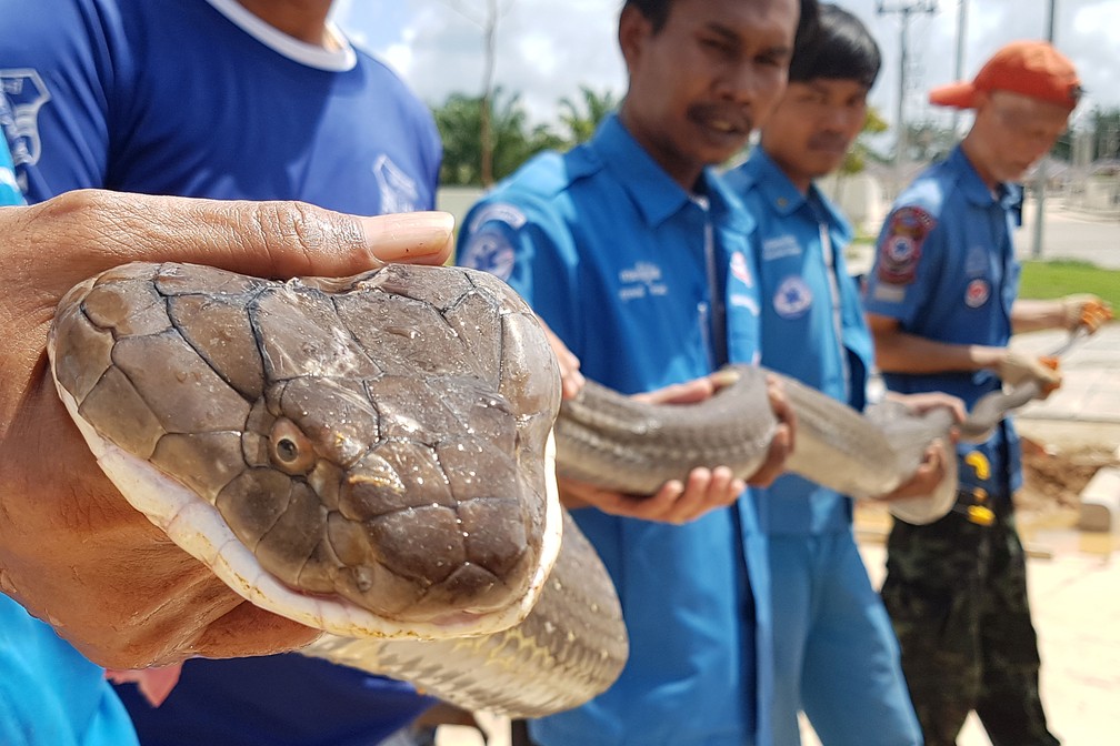 Integrantes da Fundação Krabi Pitakpracha mostram cobra de 4 metros de cumprimento encontrada em esgoto de Krabi, na Tailândia  — Foto: Krabi Pitakpracha Foundation / AFP