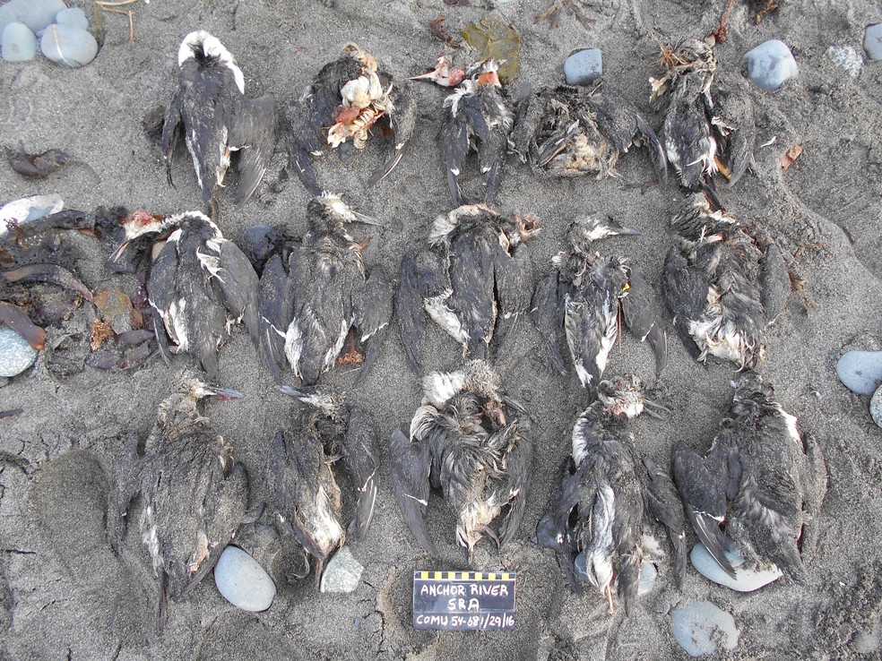 Corpos de murres levados à costa na área de Homer, no Alasca. A quantidade era tão grande no início de 2016 que pesquisadores e voluntários recolhiam e fotografavam em lotes — Foto: COASST
