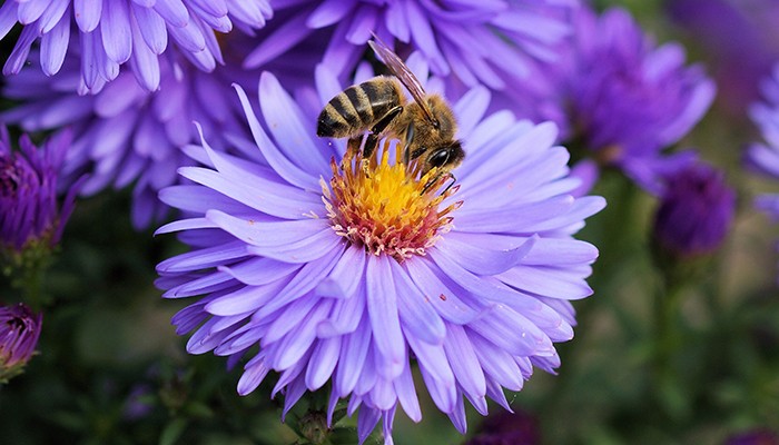 A população das abelhas selvagens está sendo afetada por vírus encontrados em flores (Foto: Pexels)
