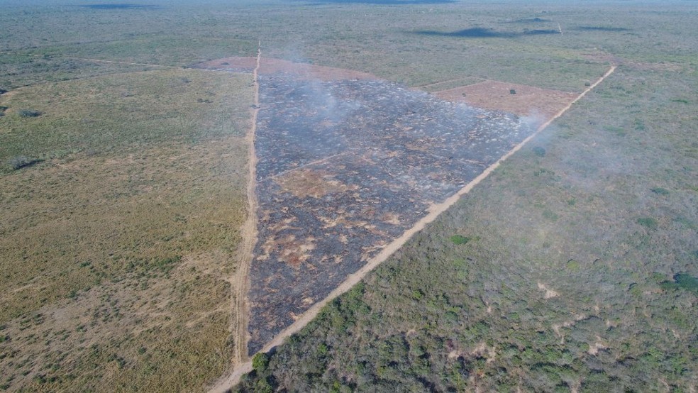 Floresta Nacional do Araripe, no Ceará, sofre queimada e desmatamento. — Foto: Divulgação/Polícia Federal