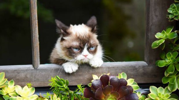 Grumpy Cat (Foto: Divulgação/Grumpy Cat)