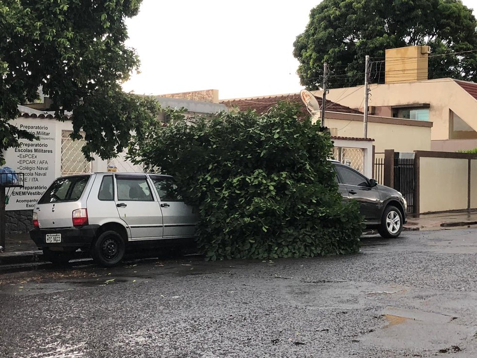 Dois carros são atingidos após árvore cair, na rua Padre Joāo Crippa. — Foto: Redes sociais