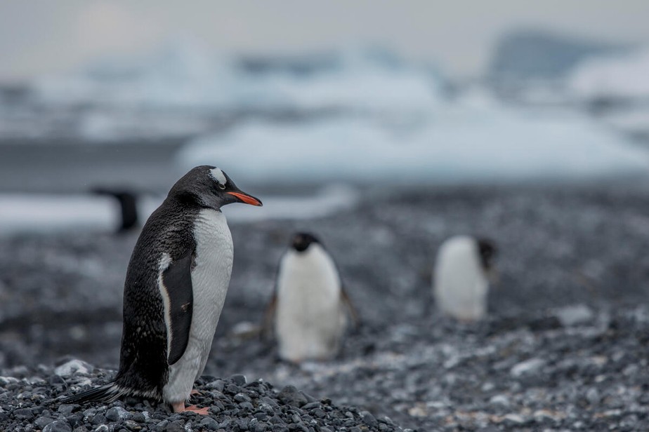 Pnguins-gentoo na Antártida