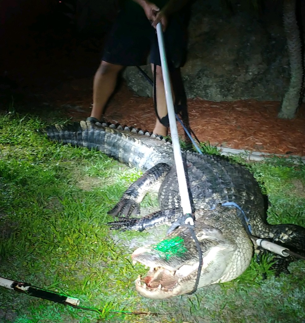 Crocodilo teve a mandíbula amarrada para poder ser resgatado — Foto: Divulgação/Gabinete do Xerife do Condado de Charlotte