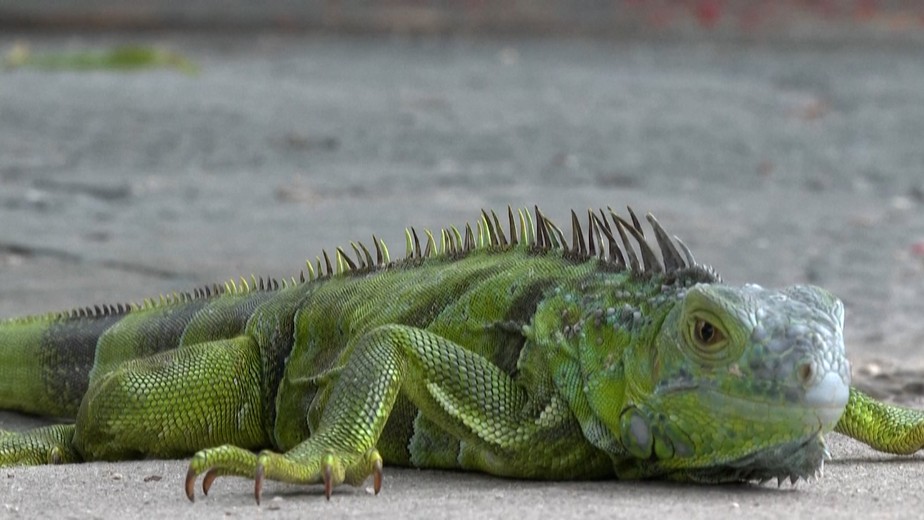 Iguana congelada após cair de árvore na Flórida, no sul dos Estados Unidos