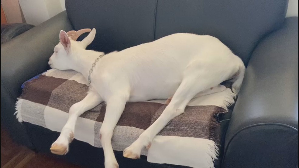 A cabra cega Joana, deitada no sofá; ela nasceu cega e foi adotada em Brasília, no DF — Foto: TV Globo/ Reprodução