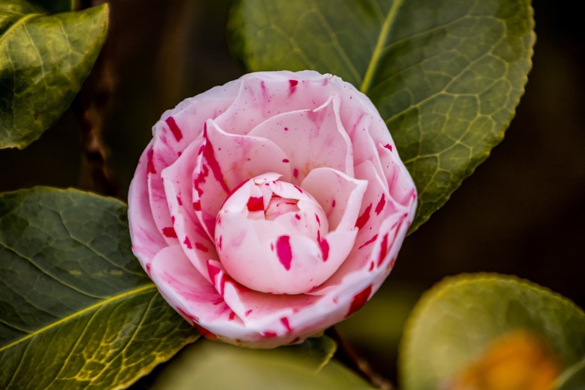 Camellia japonica: a flor inspiradora do romance de Alexandre Dumas - Casa  e Jardim | Flores