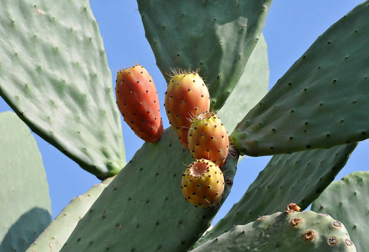 Opuntia ficus-indica é um cacto originário do México que possui diversos efeitos medicinais  (Foto: Zeynel Cebeci / Wikimedia Commons)