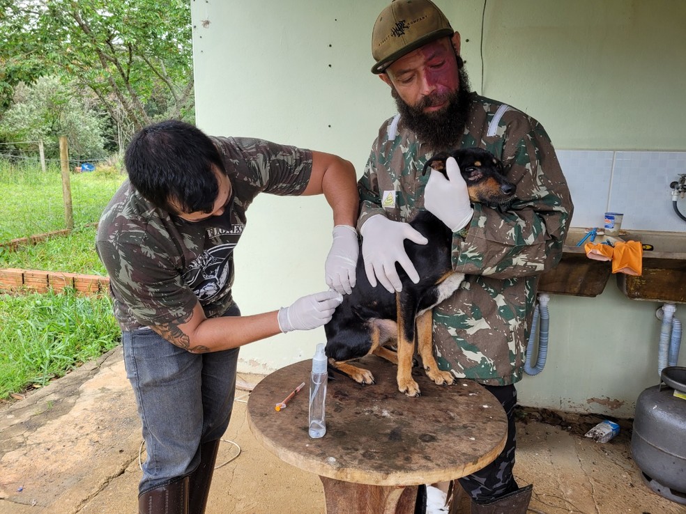 Cães estão sendo capturados pelo Núcleo da Floresta em São Miguel Arcanjo — Foto: Núcleo da Floresta/Divulgação