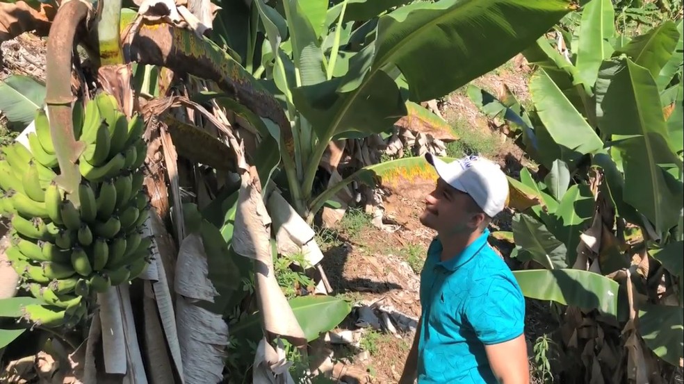 Heitor está produzindo banana nanica sem o uso de agrotóxicos — Foto: Juliana Borges/G1 