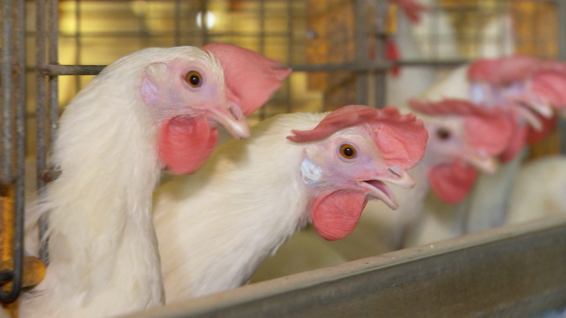 Ministério da Agricultura suspende feiras com aglomeração de aves para evitar gripe aviária
