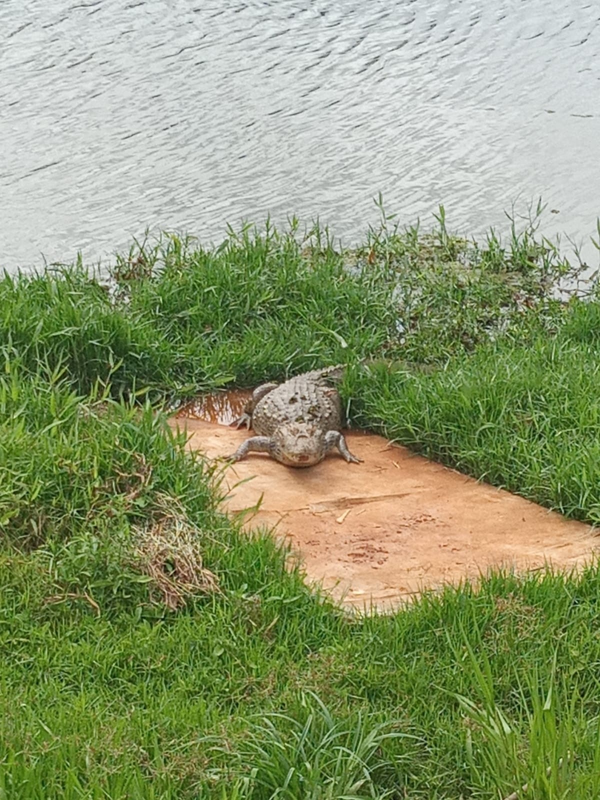 Jacaré volta a aparecer em lago do Parque Centenário de Ourinhos