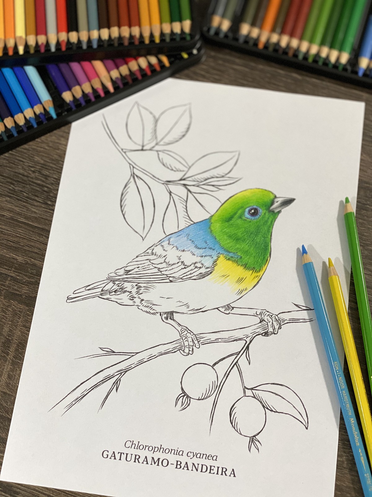 Desenhos Para Colorir Sao Oportunidade Para Aprender Sobre As Aves Durante A Quarentena Especiais G1