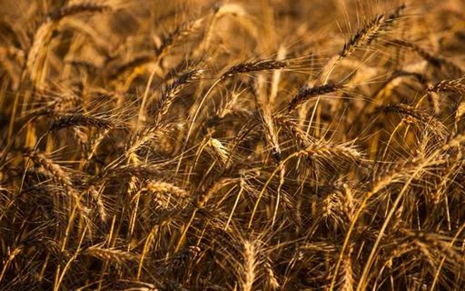 Previsão para safra de trigo da Argentina foi reduzida em mais de um milhão de toneladas