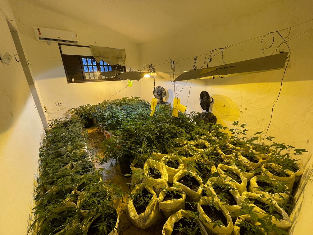Polícia encontra 'laboratório' com cerca de 300 pés de maconha e prende  cinco pessoas na Zona Sul de Natal | Rio Grande do Norte | G1